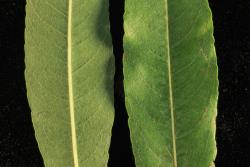 Salix ×rubra. Lower (left) and upper leaf surfaces.
 Image: D. Glenny © Landcare Research 2020 CC BY 4.0